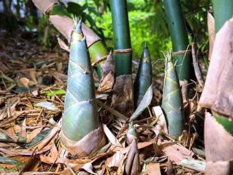 foto tunas bambu pada perkembangbiakan vegetatif