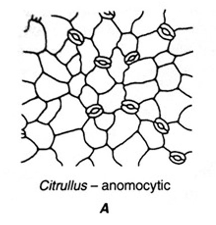Gambar Stomata Anomositik (sumber: Science4U)
