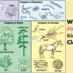 Sistem Klasifikasi 5 Kingdom (sumber: Microbiology Note)
